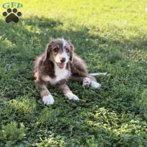 Chevrolet, Borderdoodle Puppy