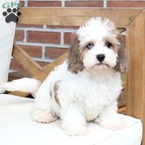 Jackson, Cavachon Puppy