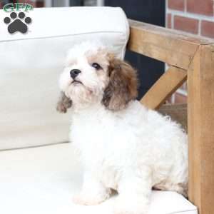 Jackson, Cavachon Puppy