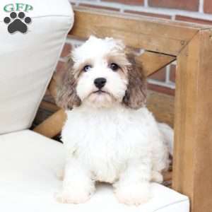 Jackson, Cavachon Puppy