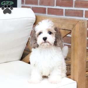 Jackson, Cavachon Puppy