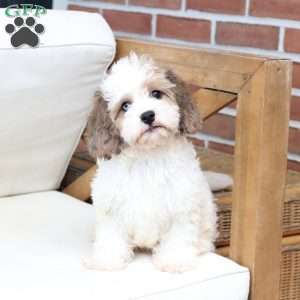 Jackson, Cavachon Puppy
