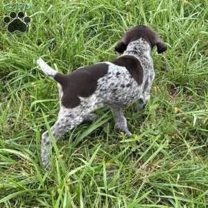 Rocky, German Shorthaired Pointer Puppy