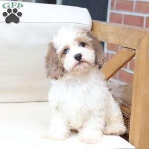 Jackson, Cavachon Puppy