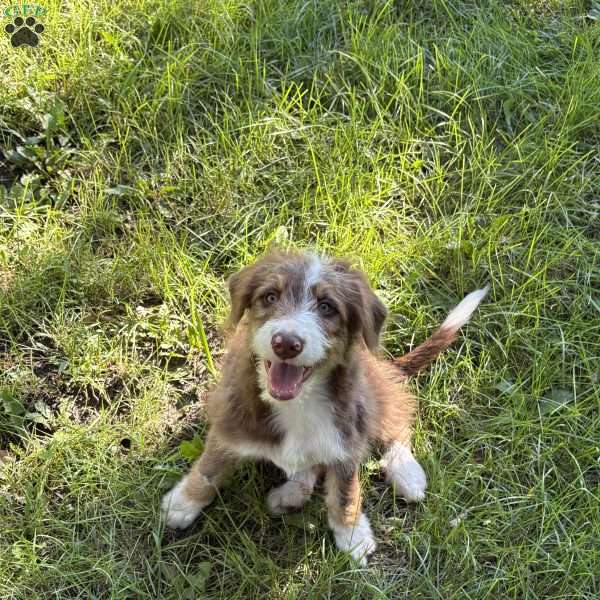 Chevrolet, Borderdoodle Puppy