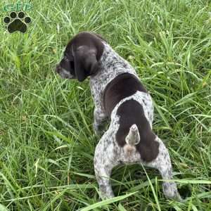 Rocky, German Shorthaired Pointer Puppy
