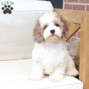 Jackson, Cavachon Puppy