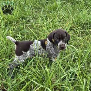 Rocky, German Shorthaired Pointer Puppy