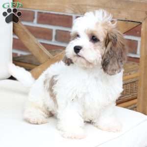 Jackson, Cavachon Puppy