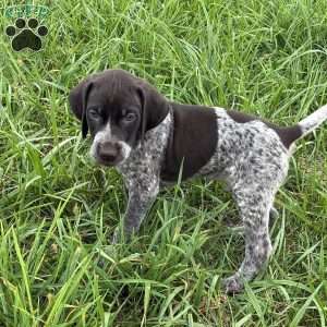 Rocky, German Shorthaired Pointer Puppy