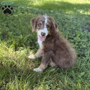 Chevrolet, Borderdoodle Puppy
