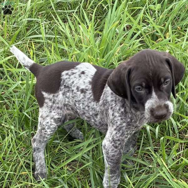 Rocky, German Shorthaired Pointer Puppy