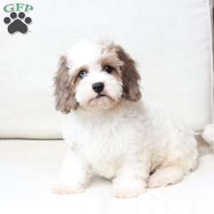 Jackson, Cavachon Puppy