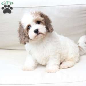 Jackson, Cavachon Puppy