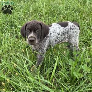 Rumble, German Shorthaired Pointer Puppy