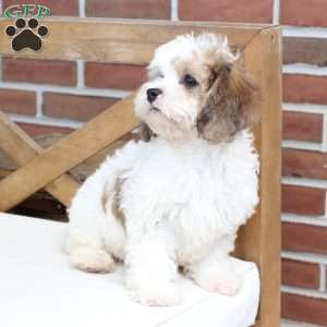Jackson, Cavachon Puppy