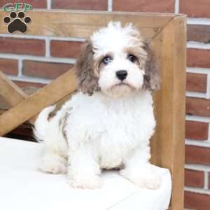 Jackson, Cavachon Puppy