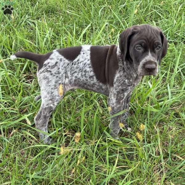 Rumble, German Shorthaired Pointer Puppy