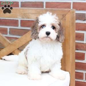 Jackson, Cavachon Puppy