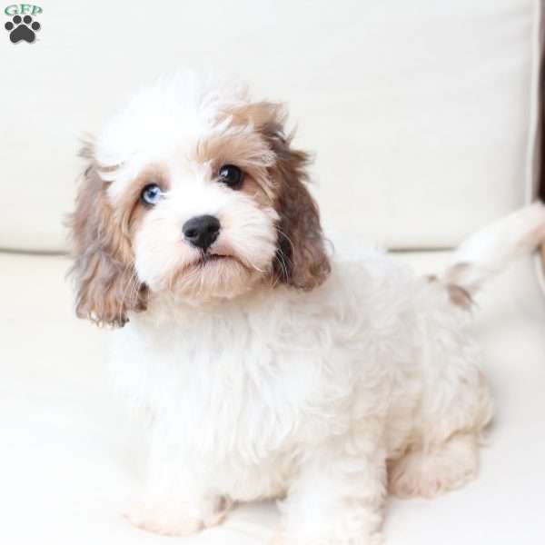 Jackson, Cavachon Puppy
