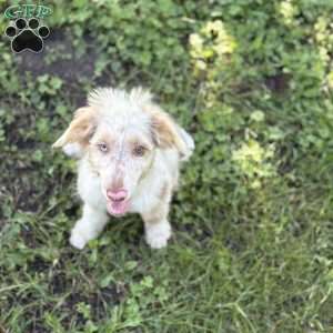 Mitsubishi, Borderdoodle Puppy