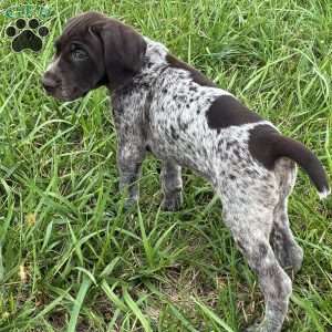 Rumble, German Shorthaired Pointer Puppy