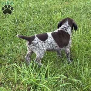 Rumble, German Shorthaired Pointer Puppy