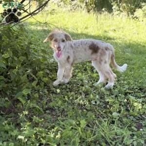 Mitsubishi, Borderdoodle Puppy