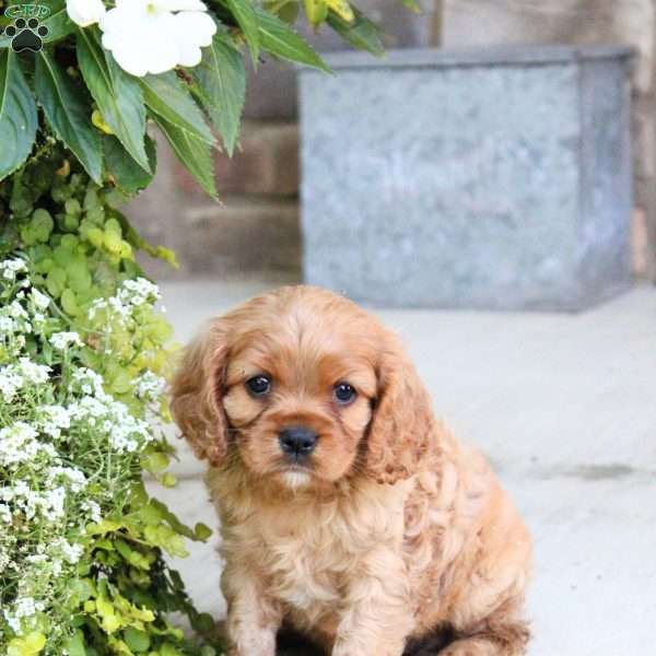 Bruno, Cavalier King Charles Spaniel Puppy