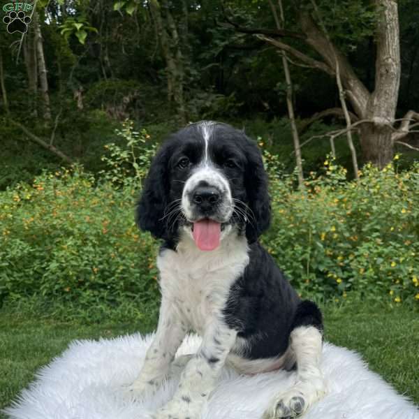 Duke, English Springer Spaniel Puppy