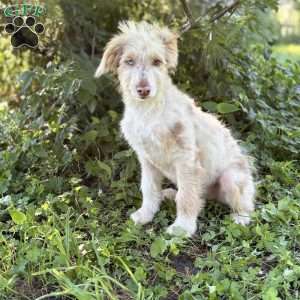 Mitsubishi, Borderdoodle Puppy