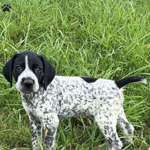 River, German Shorthaired Pointer Puppy