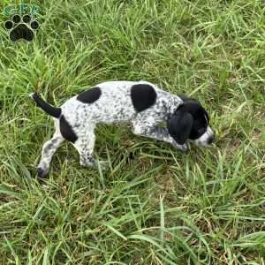 River, German Shorthaired Pointer Puppy