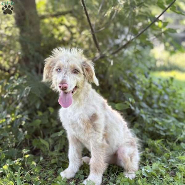 Mitsubishi, Borderdoodle Puppy