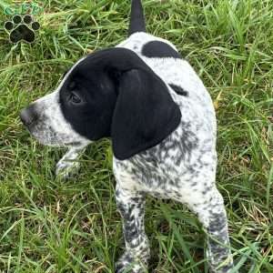 River, German Shorthaired Pointer Puppy