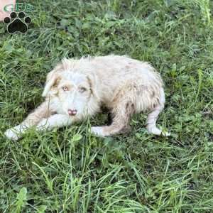 Buick, Borderdoodle Puppy