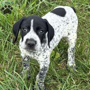River, German Shorthaired Pointer Puppy