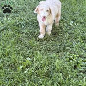 Buick, Borderdoodle Puppy