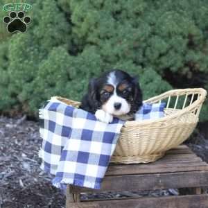 Bubbles, Cavalier King Charles Spaniel Puppy