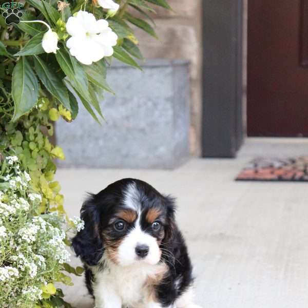 Bubbles, Cavalier King Charles Spaniel Puppy