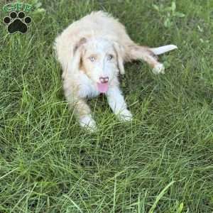 Buick, Borderdoodle Puppy