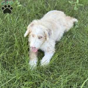 Buick, Borderdoodle Puppy