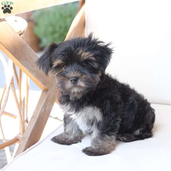 Remi, Yorkie Puppy