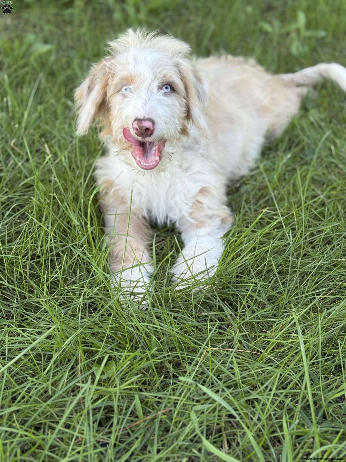 Buick (Borderdoodle, Male)