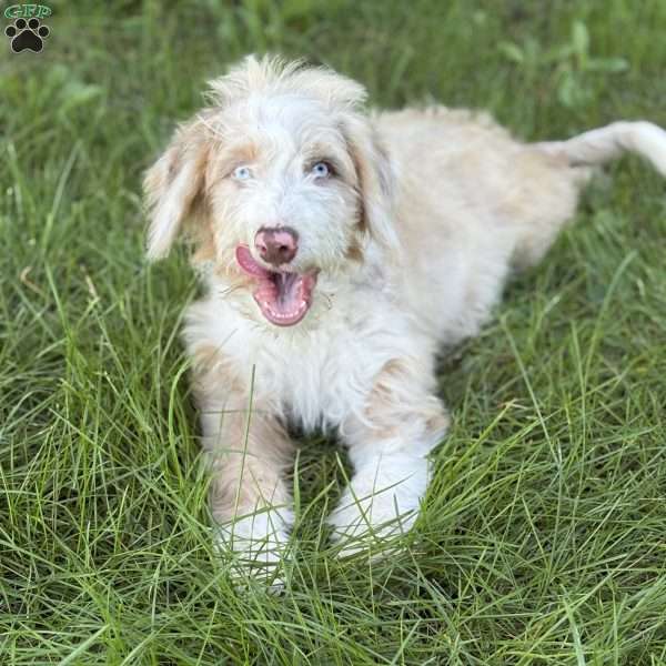 Buick, Borderdoodle Puppy