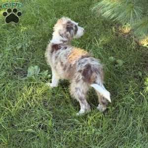 Suzuki, Borderdoodle Puppy