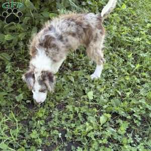 Suzuki, Borderdoodle Puppy