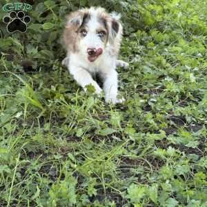 Suzuki, Borderdoodle Puppy