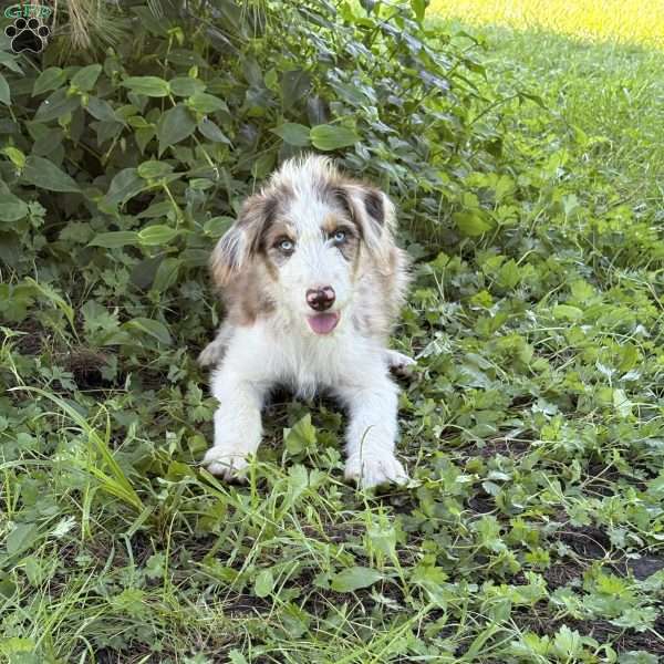 Suzuki, Borderdoodle Puppy