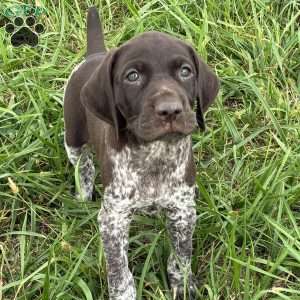 Ashley, German Shorthaired Pointer Puppy
